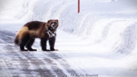 Encuentro único entre un glotón extremadamente raro y un guía en el parque de Yellowstone