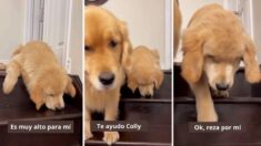 Tierno video de un golden retriever ayudando al nuevo cachorro de la familia a subir escaleras