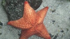 Conozca al antepasado de las estrellas de mar y cómo perdieron el esqueleto