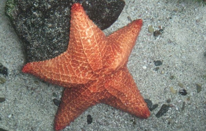 Yorkicystis, el extraño antepasado de las estrellas de mar que perdió su  esqueleto