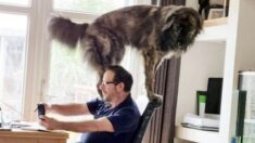 Divertidas fotos muestran a un hombre intentando trabajar, pero su enorme y travieso perro no lo deja