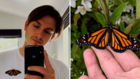 ¡Hermoso! Joven captó en video la metamorfosis de la mariposa monarca en su hogar