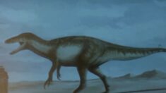 Descubren megaraptor en Argentina, un dinosaurio que «dejaba muerte a su paso»