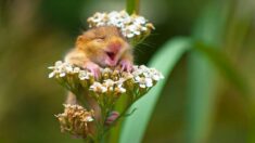Fotógrafo capta a dulce «lirón risueño» sobre una flor y su encantadora imagen gana un premio