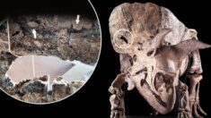 Triceratops más grande del mundo muestra «herida de combate» en el cráneo infligida por su rival