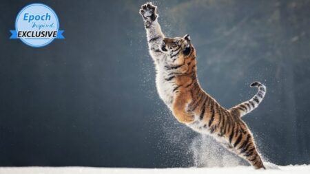 Galardonado fotógrafo capta al majestuoso tigre «Lahja» jugando en la nieve y otras imágenes