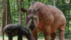 Asombroso nacimiento de bebé rinoceronte casi extinto da una luz de esperanza a su especie