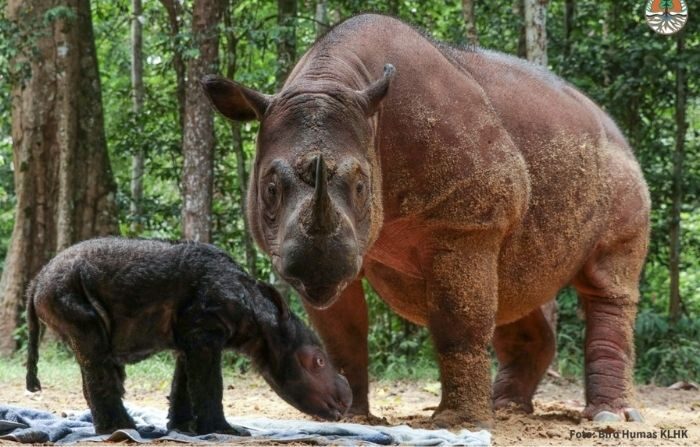 La rinoceronte Rosa junto a su cría. (Cortesía de Ministerio de Medio Ambiente y Silvicultura de Indonesia)