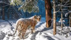 Fotógrafo obtiene increíble imagen de un raro tigre siberiano en peligro de extinción