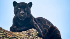 Singular pelaje brillante y aterciopelado de jaguar negro parece una impresión de rosetas en su cuerpo