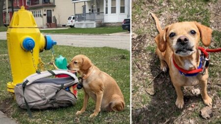 Desgarradora imagen de perrito atado a toma de bomberos con una nota conmueve a miles