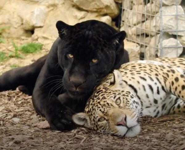 Neron y Keira. (Cortesía de The Big Cat Sanctuary)