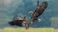 Impresionantes fotografías muestran a 2 águilas de cola blanca en una temible batalla