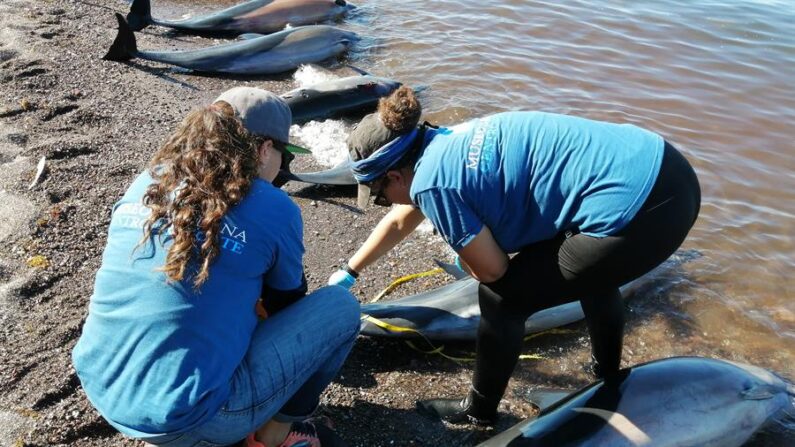 Ambientalistas revisan a un grupo de delfines varados, el 25 de mayo de 2022, en costas del mar de Cortés, al norte de La Paz, capital del estado de Baja California Sur (México). EFE/ Marco Maning