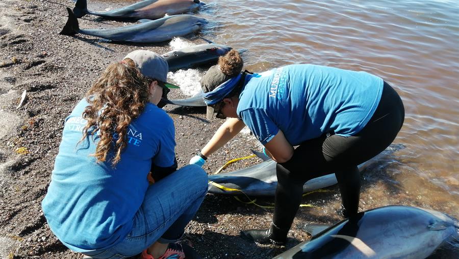 Unos 30 delfines mueren varados en área costera del noroeste de México