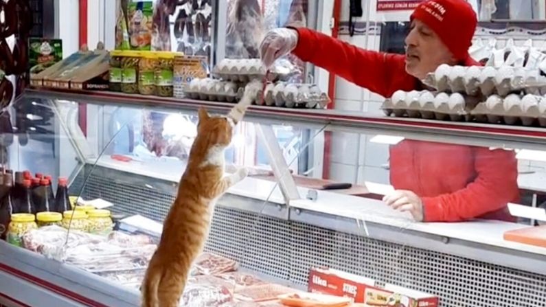 Carnicero regala a todos los perros y gatos callejeros sabrosos restos de carne en su tienda: VIDEO