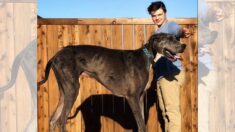 El perro más grande del mundo es confirmado por Guinness World Records, ¡lo confunden con caballo!