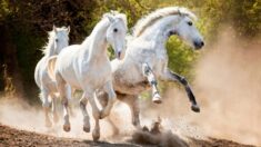 Fotógrafa experimentada toma espectaculares imágenes de caballos: «Son las criaturas más increíbles»
