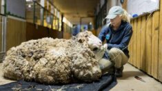 Rescatan a oveja moribunda con 88 libras de vellón enmarañado, ¡ahora está irreconocible y feliz!