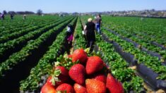 FDA y CDC investigan 17 casos de hepatitis A presuntamente relacionados a fresas orgánicas