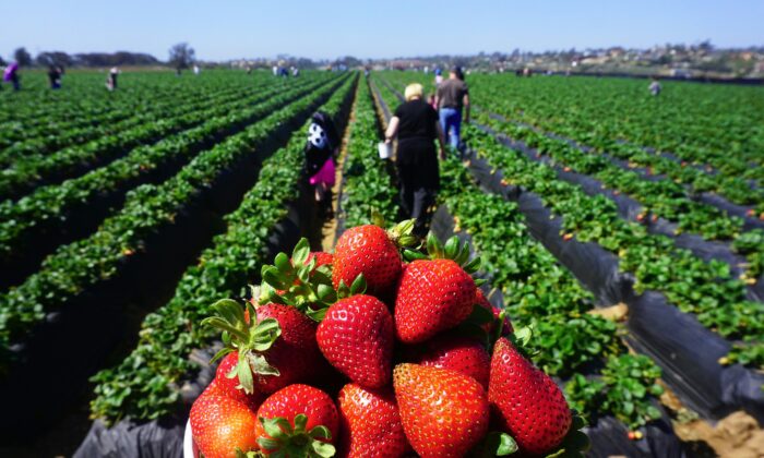 La gente recoge fresas en Carlsbad, California, el 22 de abril de 2018. (Frederic J. Brown/AFP vía Getty Images)