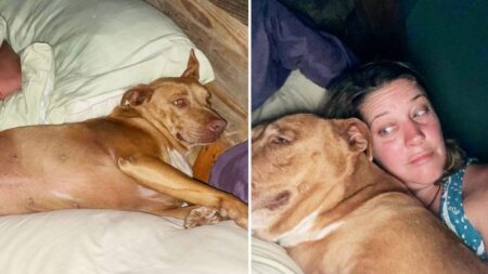 Momento divertidísimo, pareja se despierta y ve a un perro desconocido en su cama