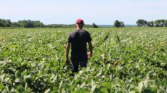 La «tormenta perfecta» afecta a la siembra de cultivos en EE. UU. ante el temor a la escasez