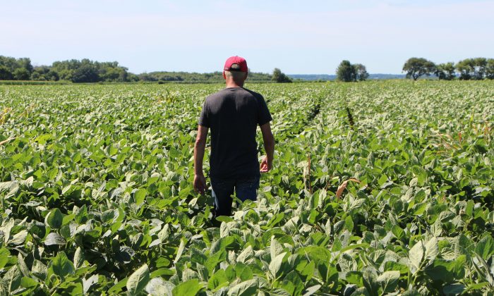El agricultor Terry Davidson camina por sus campos de soya en Harvard, Illinois, el 6 de julio de 2018. (Nova Safo/AFP/Getty Images)