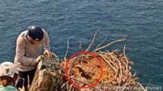 Rescate de águila calva bebé después que uno de sus padres lo sacó accidentalmente del nido