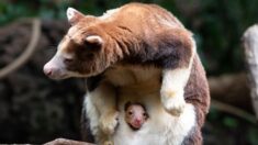 Adorable canguro bebé asoma la cabeza desde la bolsa de su madre por primera vez