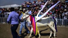 Premio el mejor rebuzno y disfraz en festejo del «Día del burro» en México