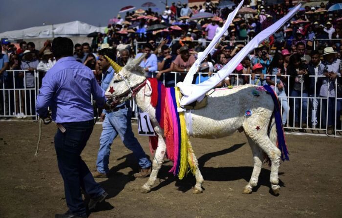 Un burro disfrazado de unicornio se presenta durante la "Día del burro" en Otumba, Estado de México, México, el 01 de mayo de 2018. (PEDRO PARDO/AFP vía Getty Images)