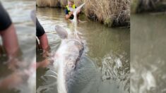 Niño de 12 años pesca enorme esturión de 10 pies y empata récord estatal de captura y liberación