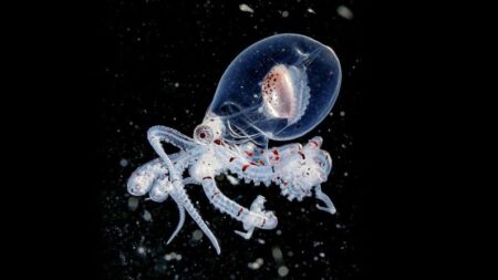 Fotógrafo submarino capta extraños pulpos transparentes en aguas oscuras donde nunca brilla el sol