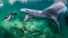 ¡Impresionantes imágenes!: Revelan ganadores de Premios Mundiales de Fotografía de la Naturaleza 2021