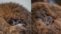 ¡Son gemelos! Nace adorable dúo de lémures de vientre rojo en peligro de extinción