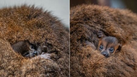 ¡Son gemelos! Nace adorable dúo de lémures de vientre rojo en peligro de extinción