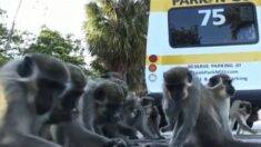 Tropa de monos reina sobre un estacionamiento y convive con residentes de Florida