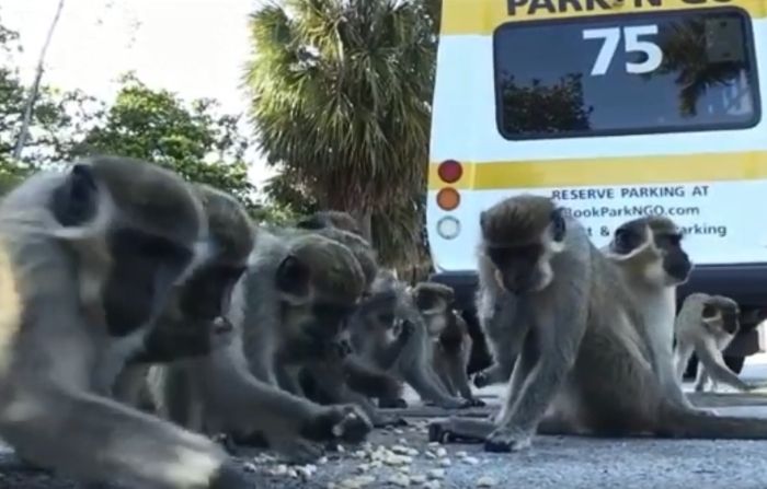 Tropa de monos reina sobre un estacionamiento y convive con residentes de Florida