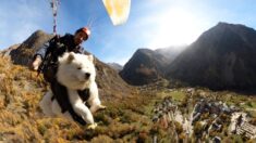 VIDEO: Intrépido y peludo cachorro se lanza a volar en parapente con su dueño