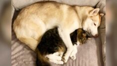 Husky siberiano ayuda a gatito al borde de la muerte, ¡ahora su vínculo es increíblemente especial!
