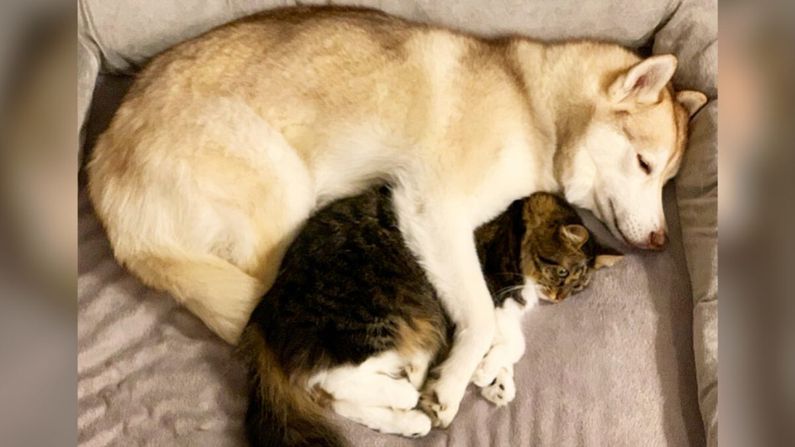 Perrita husky revive a una gatita a punto de morir y ahora son inseparables