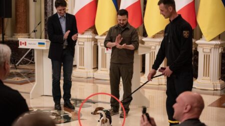 Perro detector de explosivos recibe medalla del presidente de Ucrania, ¡trabaja a cambio de queso!