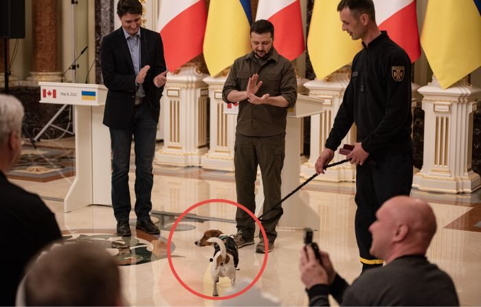 El presidente ucraniano, Volodímir Zelenski (C), y el primer ministro canadiense, Justin Trudeau (I), celebran una conferencia de prensa mientras Patron, un perro de servicio entrenado para detectar explosivos, permanece a su lado el 8 de mayo de 2022 en Kiev, Ucrania. (Alexey Furman/Getty Images)