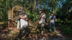 Capturan una pitón de más de 5 metros, la más grande hallada hasta ahora en Florida
