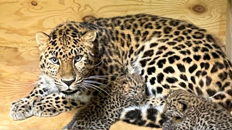 La leopardo del Amur Dot en el zoológico de San Luis con sus cachorros Anya e Irina, en esta imagen publicada el 28 de mayo del 2022. (Jackie McGarrahan/Zoo de San Luis)