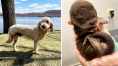 Heroico perro de tres patas que lucha contra el cáncer rescata del río a una cría de nutria huérfana