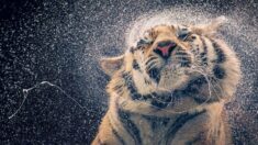 Fotógrafo toma impresionantes imágenes de animales en peligro de extinción: ¡Tigres, saigas y más!