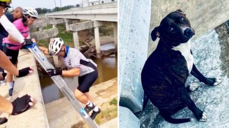 7 ciclistas rescatan a perrito asustado y atrapado en la viga de un puente: ¡Buen equipo!
