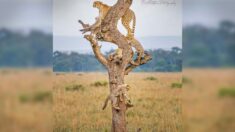 Fotógrafo capta en un “nanosegundo” a familia de guepardos en un árbol y otras imágenes super raras